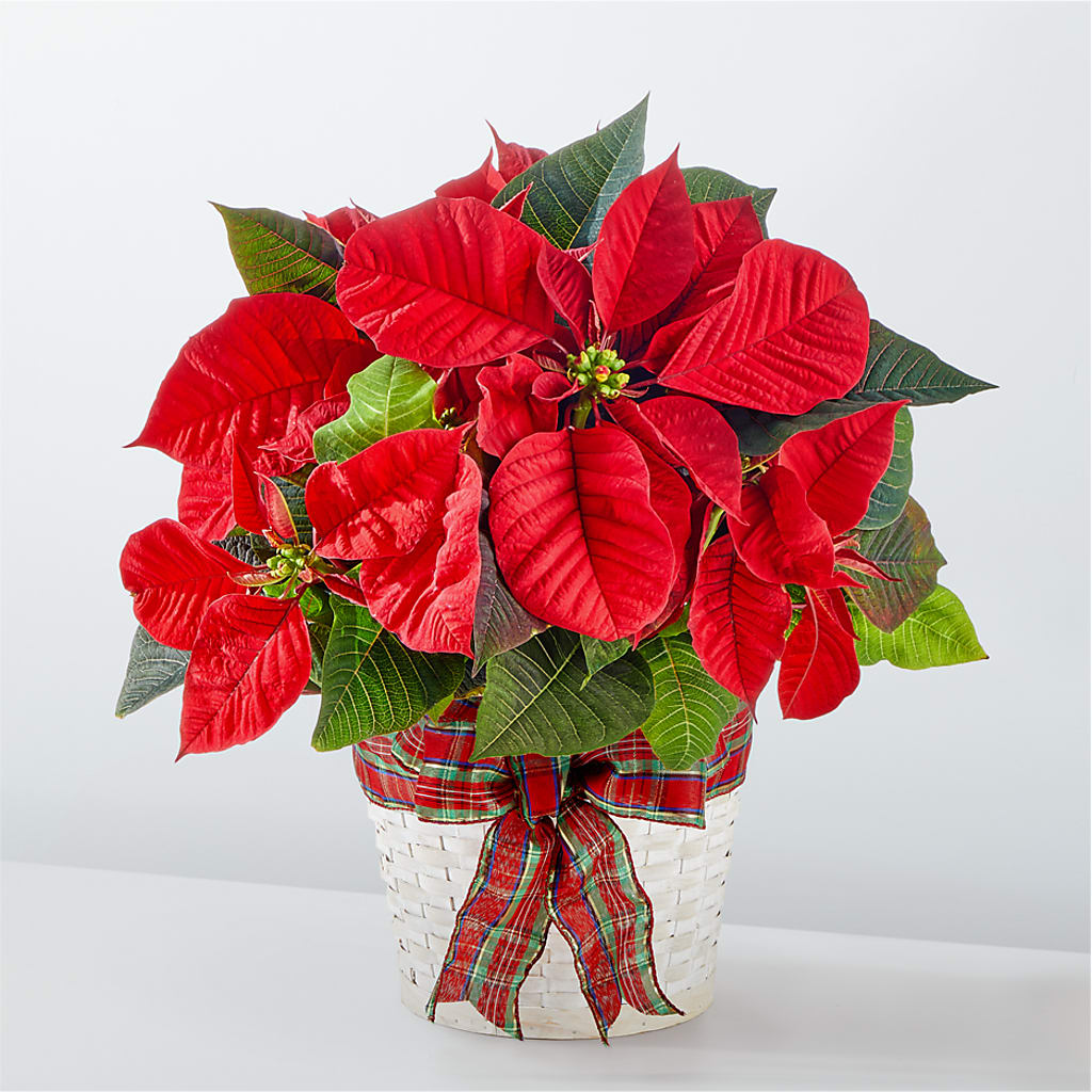 Happiest Holidays Poinsettia – BETTY'S FLOWERS AND GIFTS, Watsonville CA