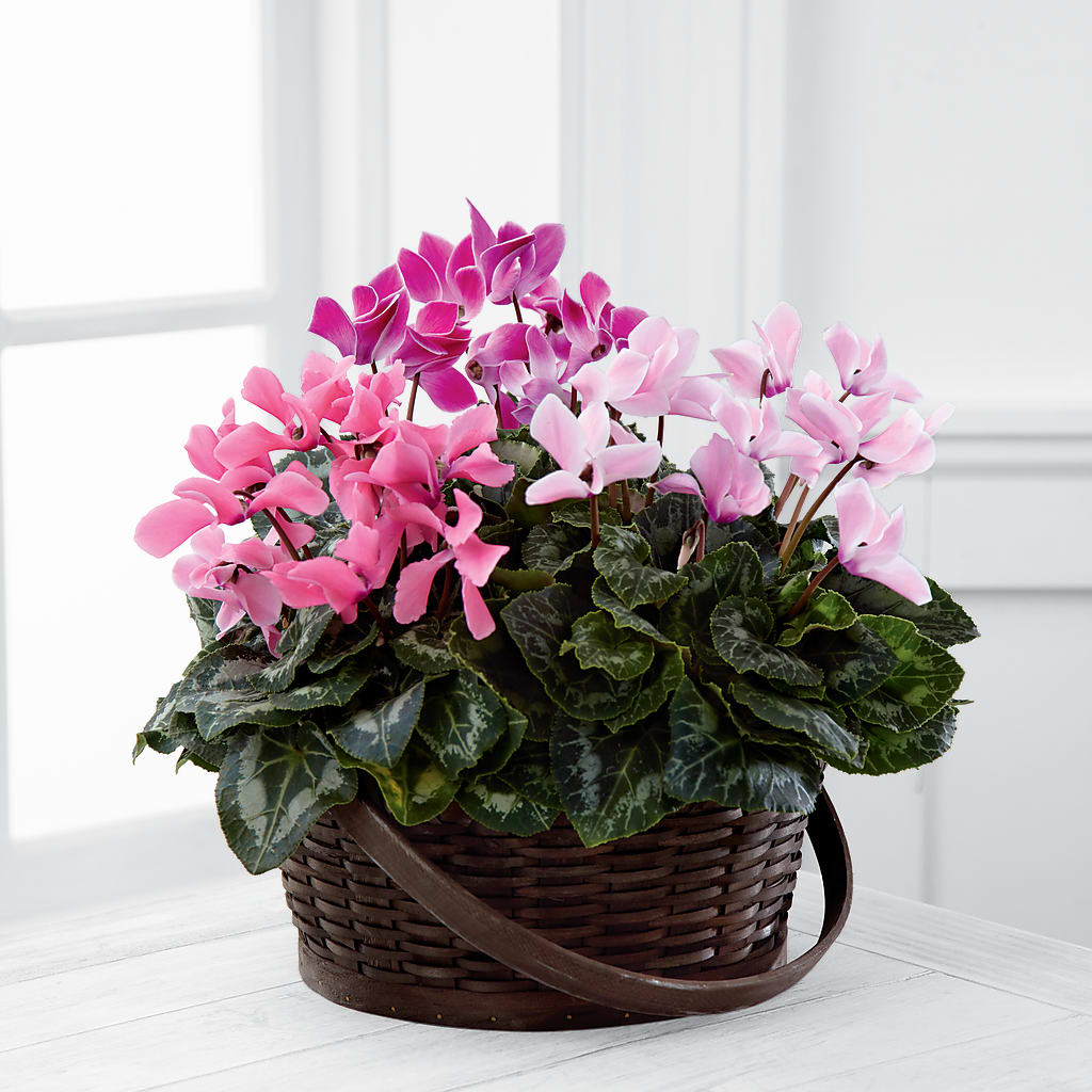 Mixed Cyclamen Planter – BETTY'S FLOWERS AND GIFTS, Watsonville CA