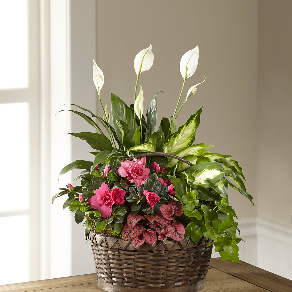 Dream in Pink Dishgarden – BETTY'S FLOWERS AND GIFTS, Watsonville CA