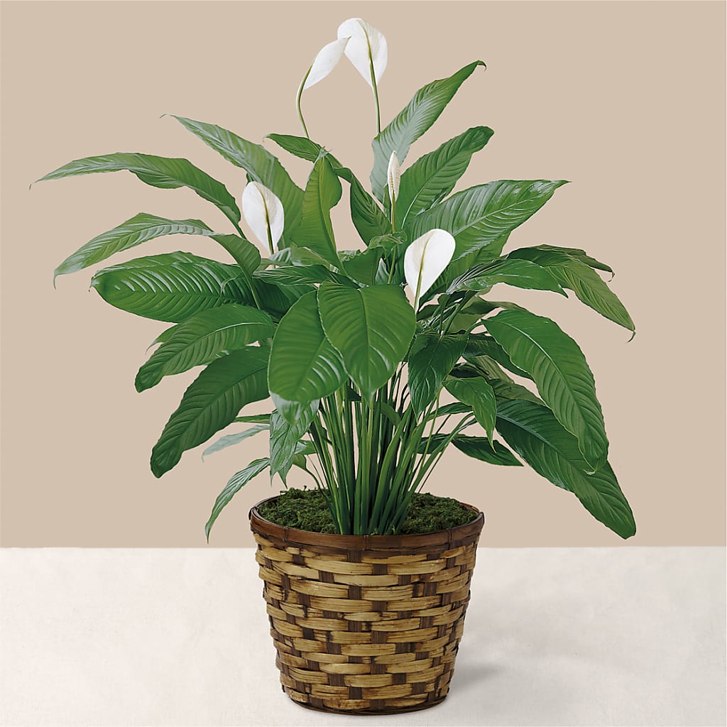 Tranquil Moments Peace Lily Plant – BETTY'S FLOWERS AND GIFTS, Watsonville CA