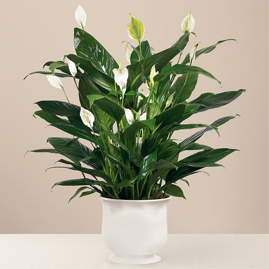 Comfort Planter – BETTY'S FLOWERS AND GIFTS, Watsonville CA