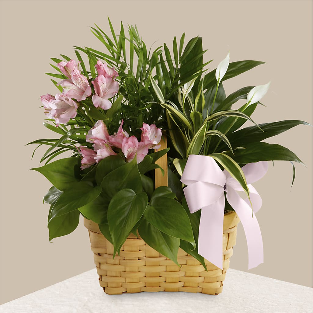 Living Spirit Dishgarden – BETTY'S FLOWERS AND GIFTS, Watsonville CA