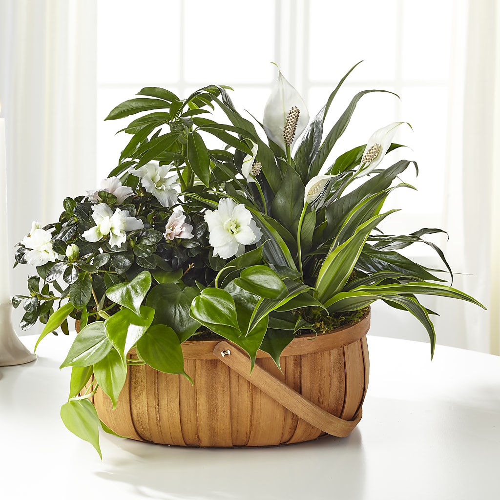 Serene Dishgarden – BETTY'S FLOWERS AND GIFTS, Watsonville CA