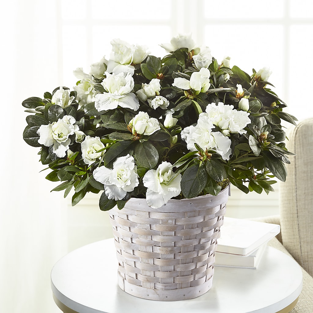 White Azalea Plant – BETTY'S FLOWERS AND GIFTS, Watsonville CA