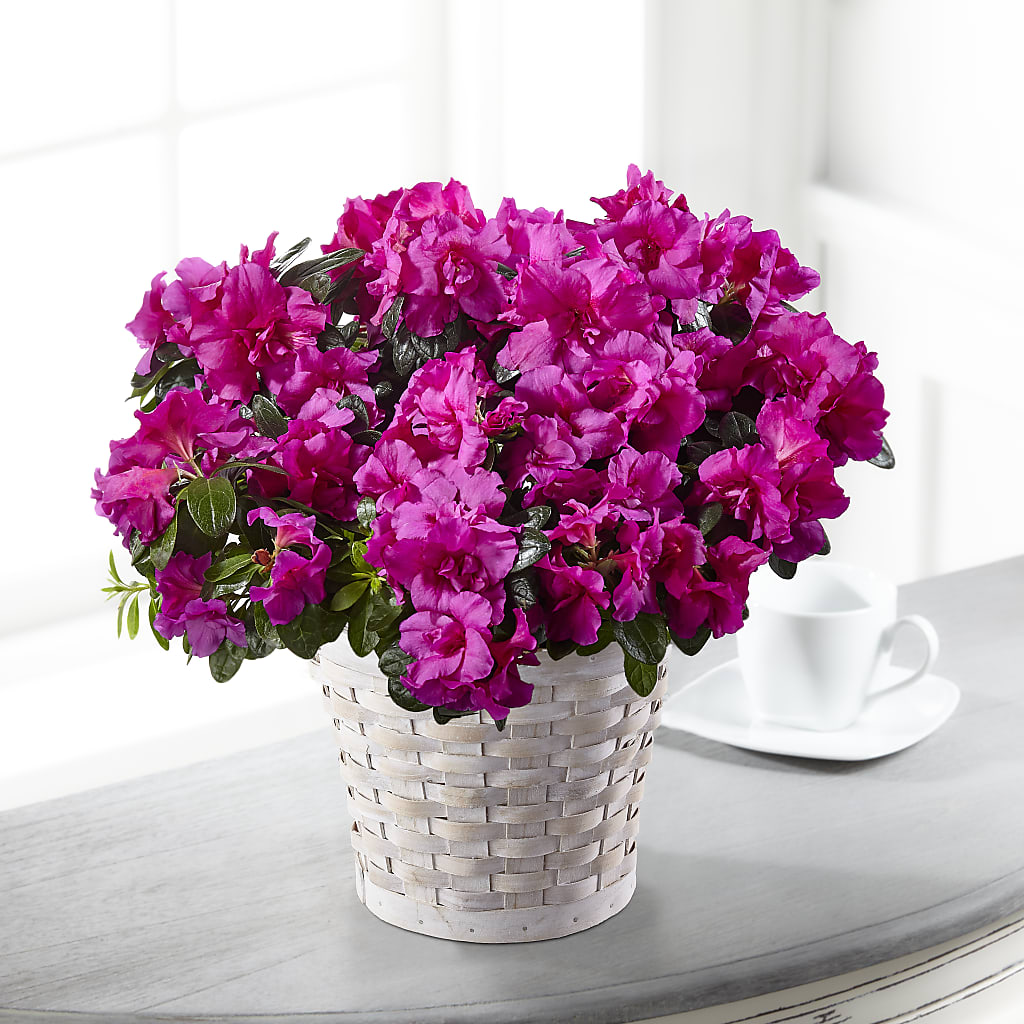 Hope & Serenity Azalea Plant – BETTY'S FLOWERS AND GIFTS, Watsonville CA