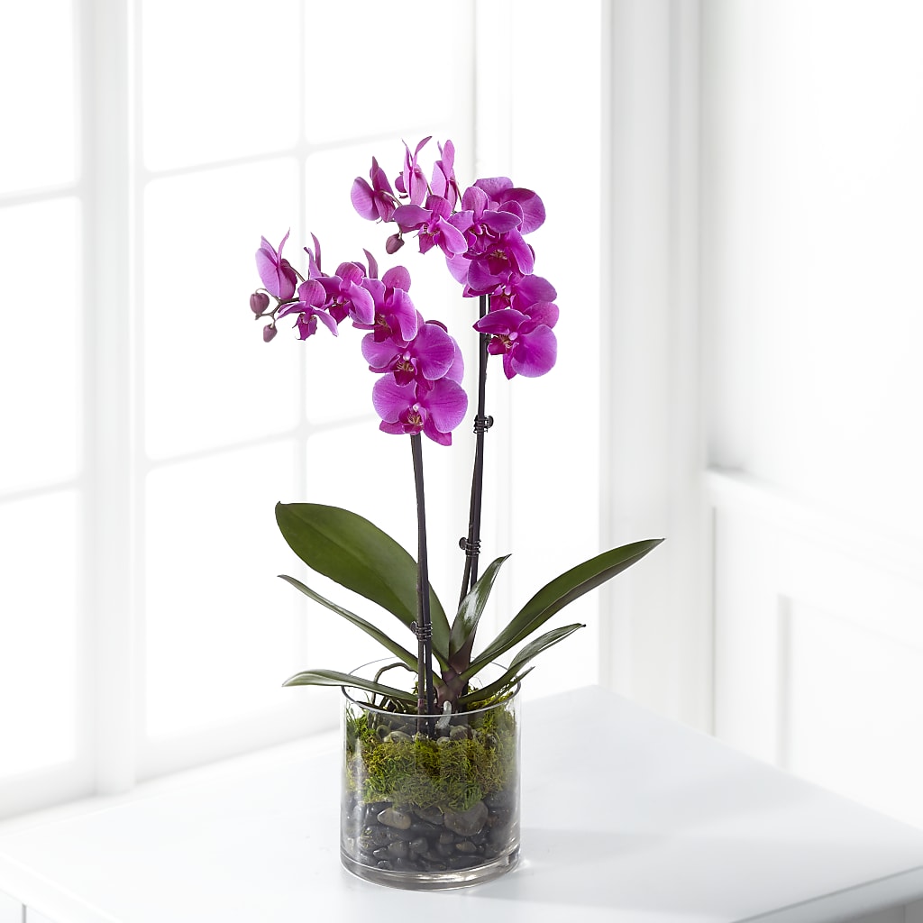 Pink Orchid Plant – BETTY'S FLOWERS AND GIFTS, Watsonville CA