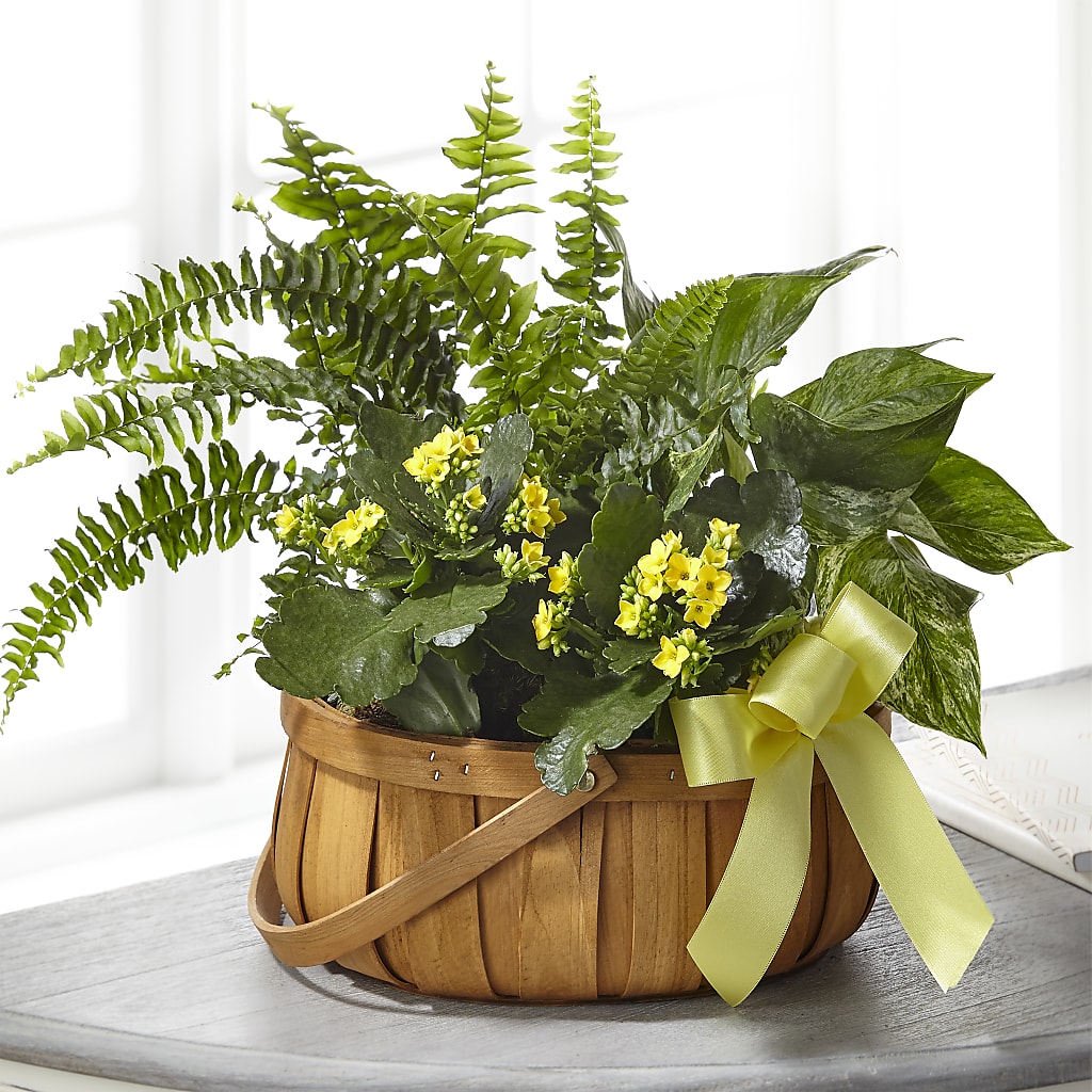 Always Dear Dishgarden – BETTY'S FLOWERS AND GIFTS, Watsonville CA
