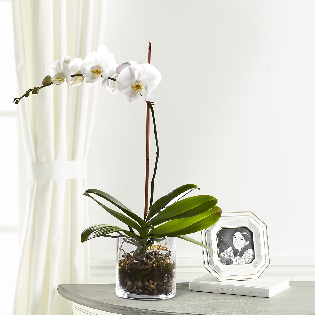 White Orchid Planter – BETTY'S FLOWERS AND GIFTS, Watsonville CA