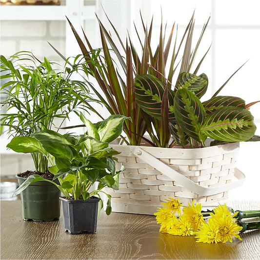 Florist Designed Blooming and Green Plants in a Basket – BETTY'S FLOWERS AND GIFTS, Watsonville CA