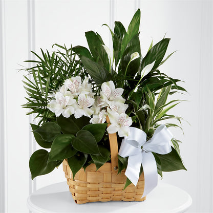 Peace & Serenity Dishgarden – BETTY'S FLOWERS AND GIFTS, Watsonville CA
