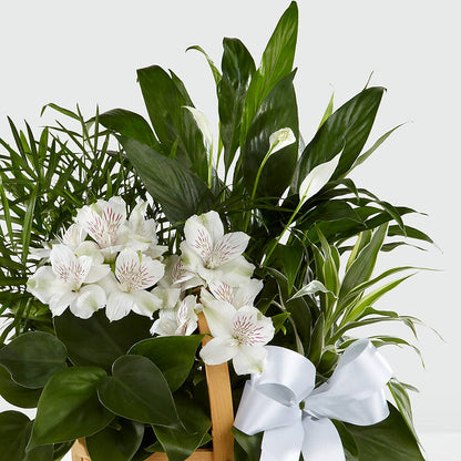 Peace & Serenity Dishgarden – BETTY'S FLOWERS AND GIFTS, Watsonville CA