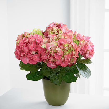 Pink Hydrangea Planter – BETTY'S FLOWERS AND GIFTS, Watsonville CA