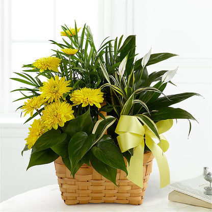 Loving Light Dishgarden – BETTY'S FLOWERS AND GIFTS, Watsonville CA