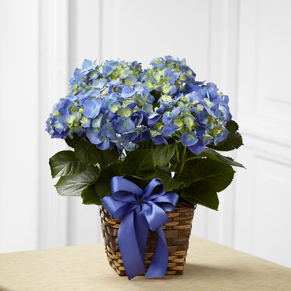 Blue Hydrangea Planter – BETTY'S FLOWERS AND GIFTS, Watsonville CA
