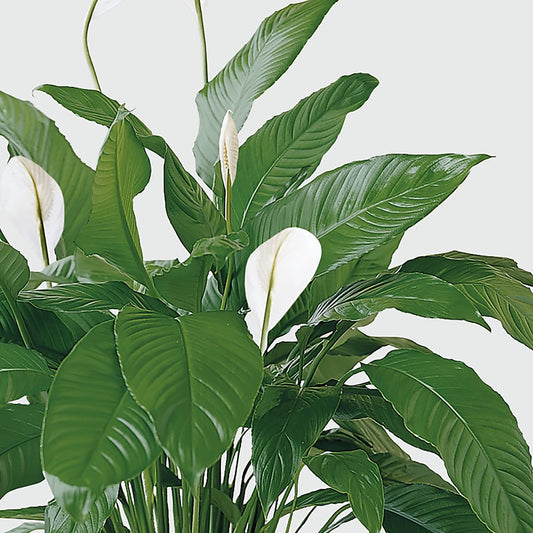 Tranquil Moments Peace Lily Plant – BETTY'S FLOWERS AND GIFTS, Watsonville CA
