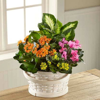 Color Crush Dishgarden – BETTY'S FLOWERS AND GIFTS, Watsonville CA