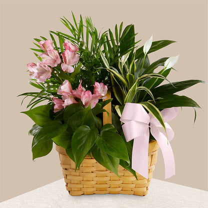 Living Spirit Dishgarden – BETTY'S FLOWERS AND GIFTS, Watsonville CA