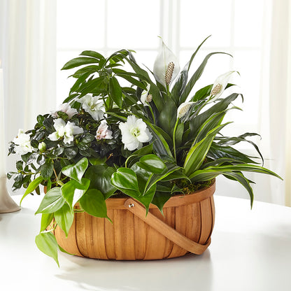 Serene Dishgarden – BETTY'S FLOWERS AND GIFTS, Watsonville CA