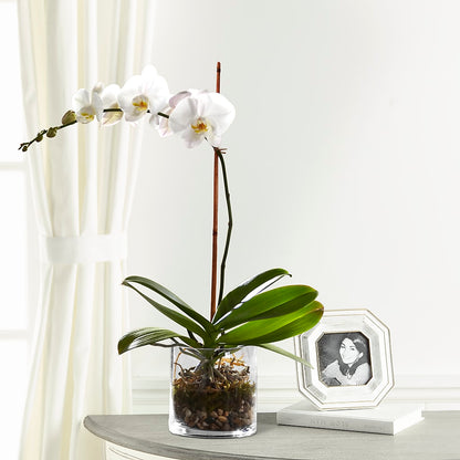 White Orchid Planter – BETTY'S FLOWERS AND GIFTS, Watsonville CA