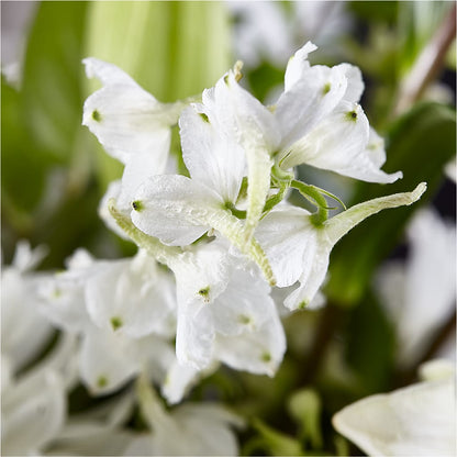 Classic Ivory – A Florist Original – BETTY'S FLOWERS AND GIFTS, Watsonville CA